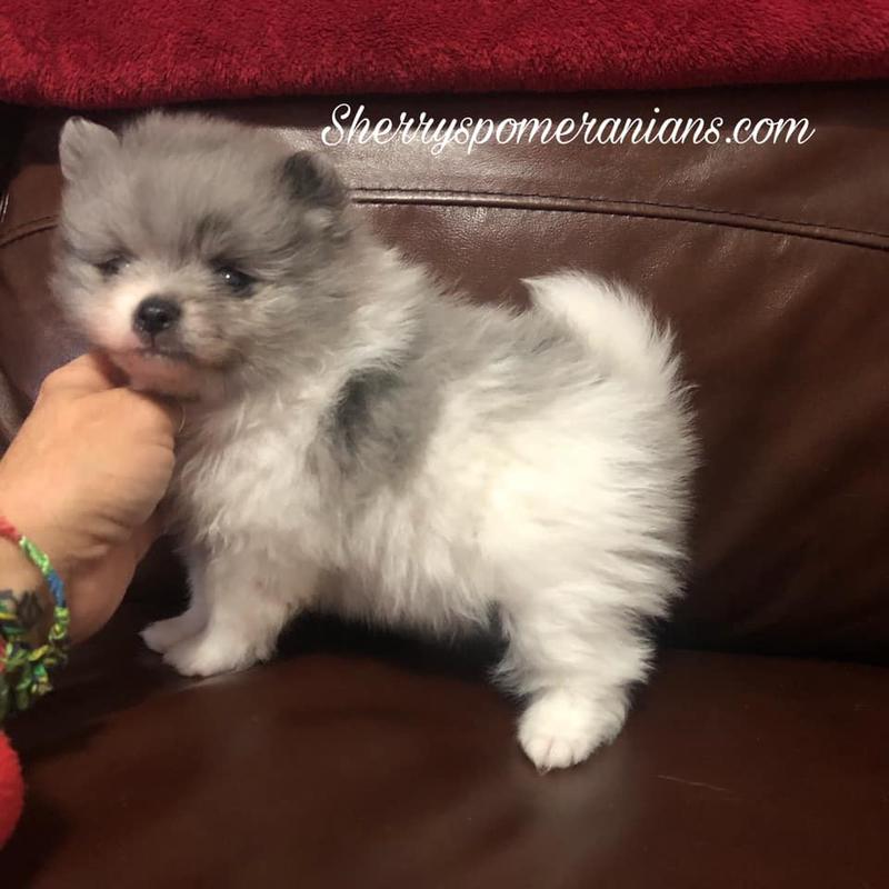 blue merle pomeranian breeders